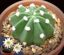 Echinopsis Subdenudata